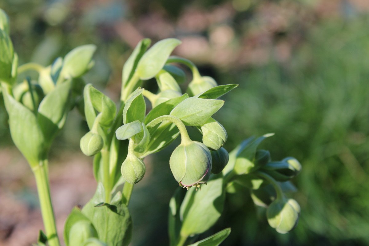 Hanging Plant